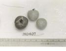 Click for 1 image(s) for this accession. FRUIT